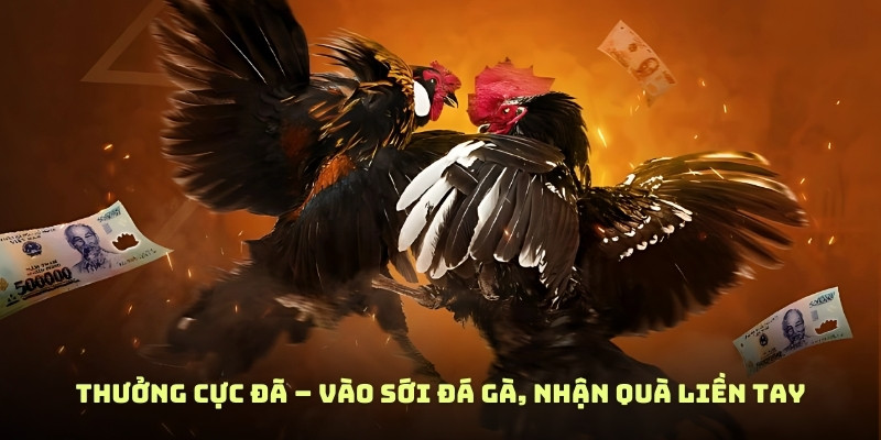 Thưởng cực đã – vào sới đá gà, nhận quà liền tay